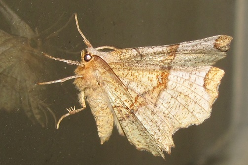 Selenia lunularia, Geometridae